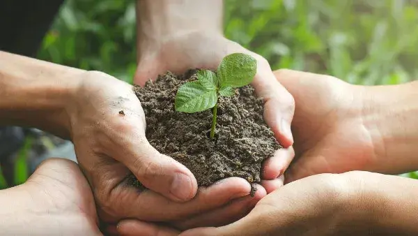 The-Council-of-Mosques